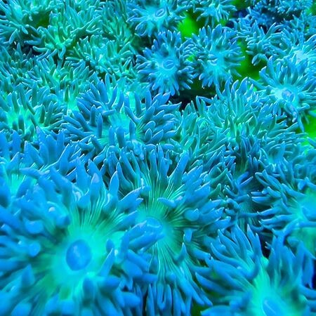 Duncanopsammia Ultra Green XXL (11 - 15 heads)