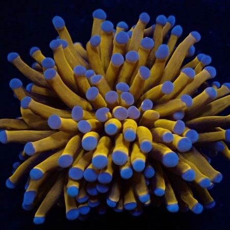 Euphyllia Cristata Gold Torch (5 heads)