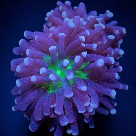 Euphyllia Cristata (Joker) (5 heads)