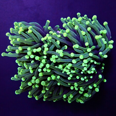 Euphyllia Cristata Ultra Green (3 heads)