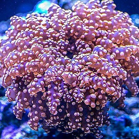 Euphyllia Frogspawn (Orange) (4 heads)
