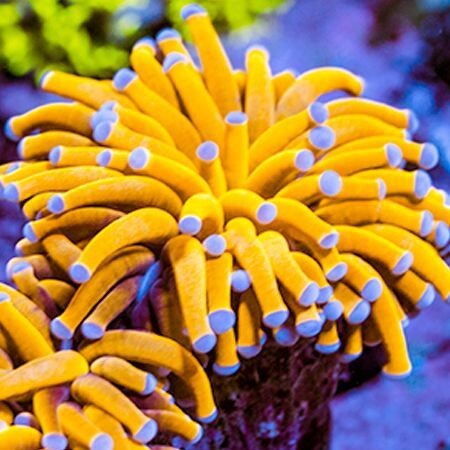 Euphyllia Glabrescens 24K Ultra Orange (4 heads)