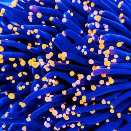 Euphyllia Glabrescens Black Torch (5 heads)