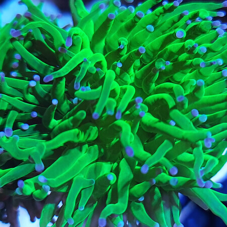 Euphyllia Glabrescens Blueberry Ultra Green with Purple/Blue Tips (4 Heads) (Offer!)