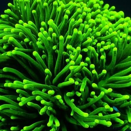 Euphyllia Glabrescens Ultra Green (4 heads)