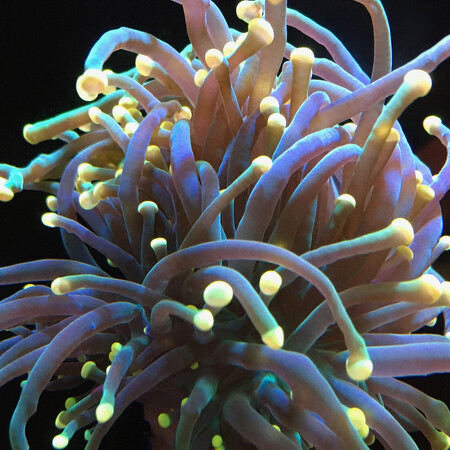 Euphyllia Glabrescens Yellow / Orange Tip (5 heads)