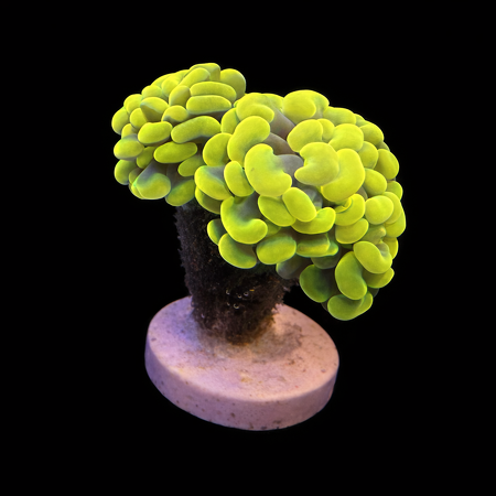 Euphyllia Paraancora Holy Grail (2 cups)