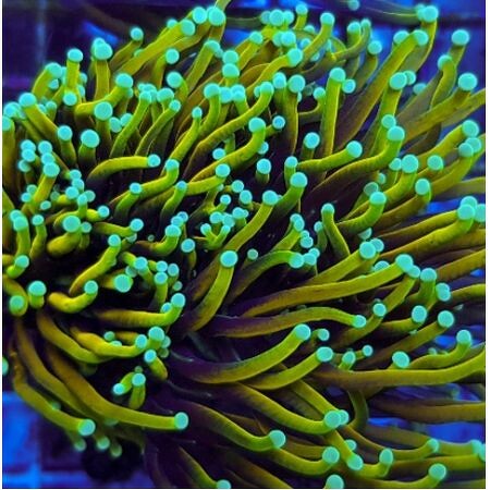 Euphyllia glabrescens Dragon Soul (4 heads)