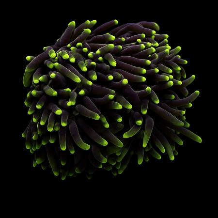 Euphyllia Glabrescens Premium Green (4 heads)