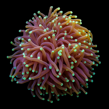 Euphyllia glabrescens (Orange-Yellow) (3 koppen)