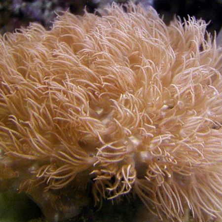 Eythropodium caribaeorum (Monkey hair) | Coral