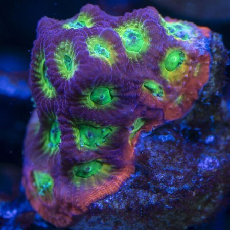 Favites JF sector 001 S (Approx. 4-5 cm)