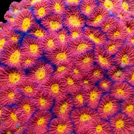 Favites Toro Bravo S (Approx. 2-3 cm)