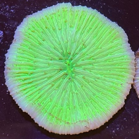 Fungia sp Groen L (Approx. 6-7 cm)