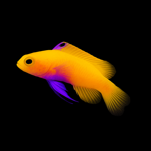 Gramma dejongi - (2.5-3 cm) - DJM Bred