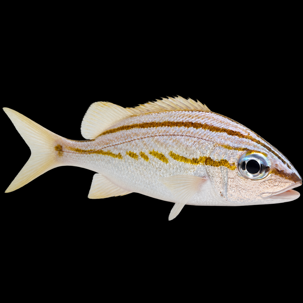 Haemulon flavolineatum (French grunt) S