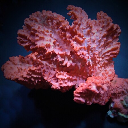 Haliclona spp. (Orange) L (Ong. 15 cm)