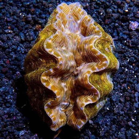 Hippopus Hippopus (10-11 cm)