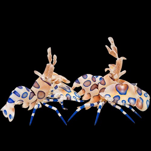 Hymenocera Picta (Harlequin shrimp) (Pair)