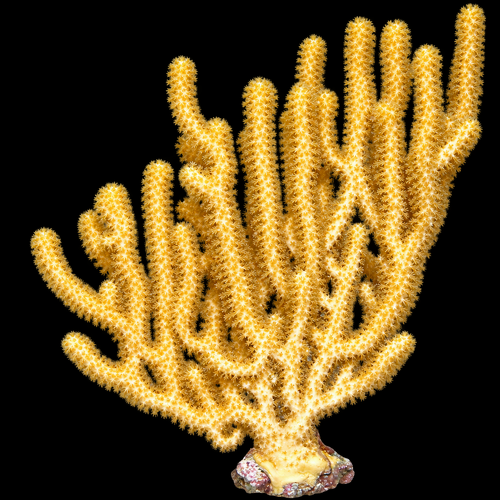 Isis hippuris gorgon M (Ong. 6-10 cm)