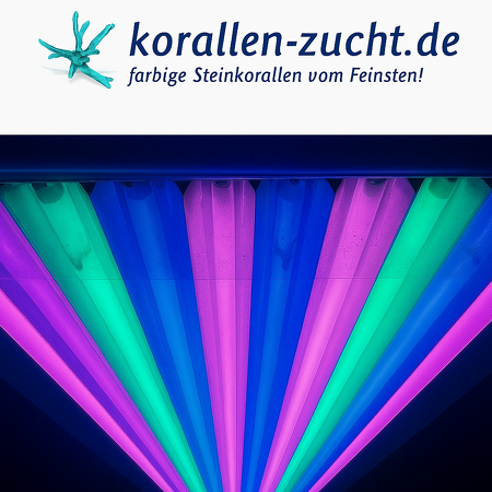 Korallen-Zucht T5 Great Barrier Turquoise 39 W