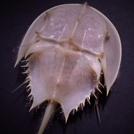 Limulus polyphemus (Horseshoe crab) L