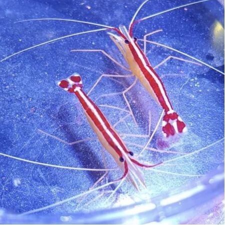 Lysmata amboinensis (cleaning shrimp) L