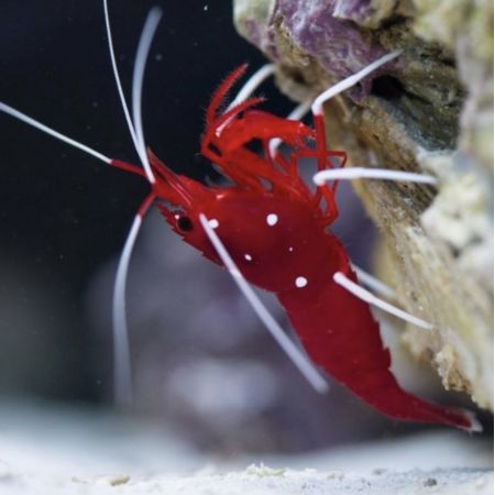 Lysmata debelius (Blood Shrimp)