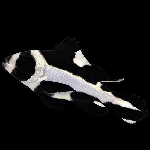 Macolor niger S