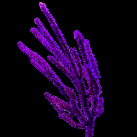 Menella Lila Gorgonian M (Ong. 5-7 cm)
