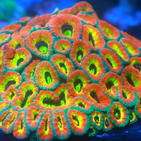 Micromussa Holy Grail M (11 - 15 eyes)