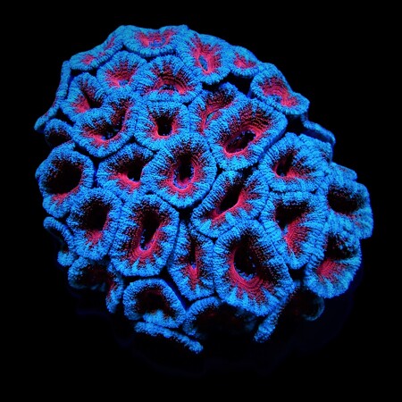 Micromussa Rood L (Ong. 8 -9 cm)