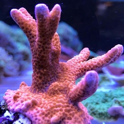 Montipora Digitata Rood XL (Approx. 10-15 cm)