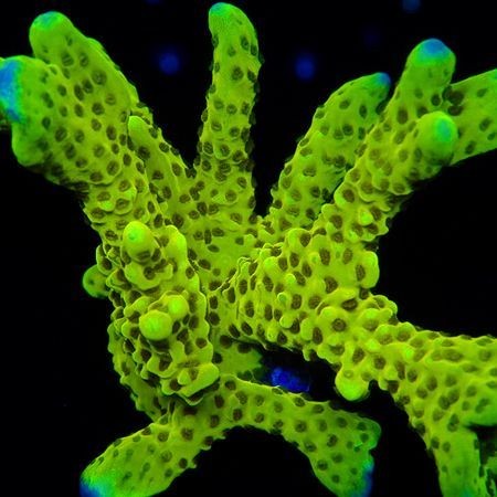 Montipora Digitata The Incredible Hulk M (Approx. 6-7 cm)