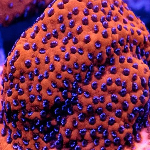 Montipora Mystic Sunset XL (Approx. 10-11 cm)
