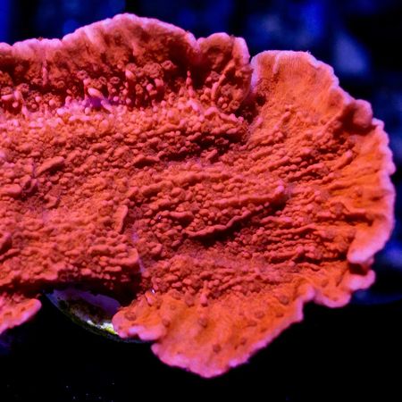 Montipora Rood XL (Appr. 16-20 cm)
