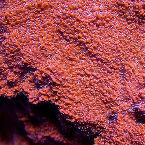 Montipora Snow Cap XL (Approx. 10-12 cm)