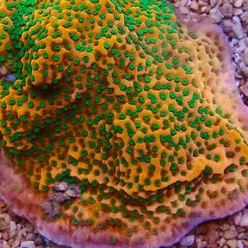 Montipora Tropic Thunder XXL (Approx. 12-15 cm)