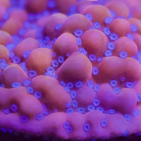 Montipora Tropicana Twister XL (Ong. 10-11 cm) 