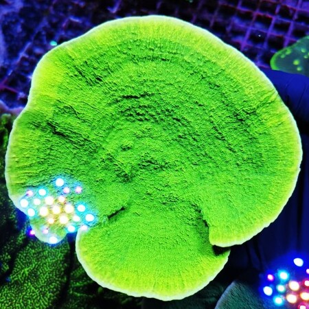 Montipora Ultra / Neon Green M (Approx. 6-7 cm)