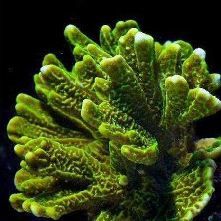 Montipora confused M (Ong. 6-7 cm)