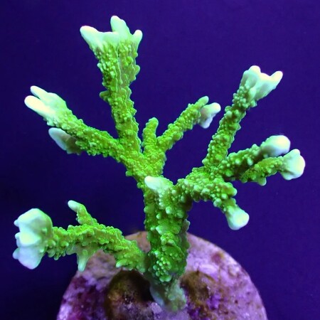 Montipora stellata Ultra Green S (Ong. 4-5 cm)