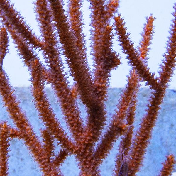Muricea elongate (Rusty gorgonian) M (Approx. 5-6 cm)