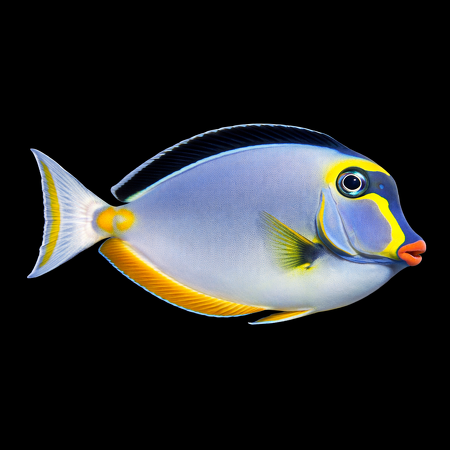 Naso lituratus (Orange Stripe Surgeonfish) L