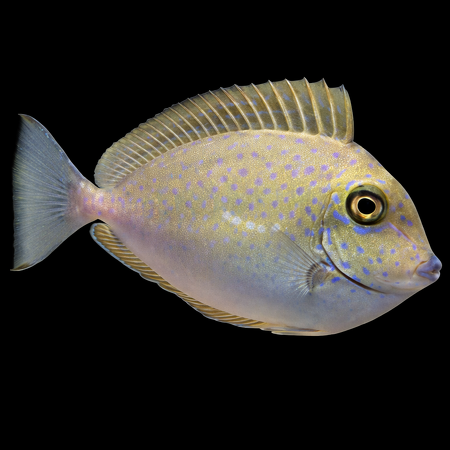Naso vlamingii (Vlamingii Surgeonfish) M