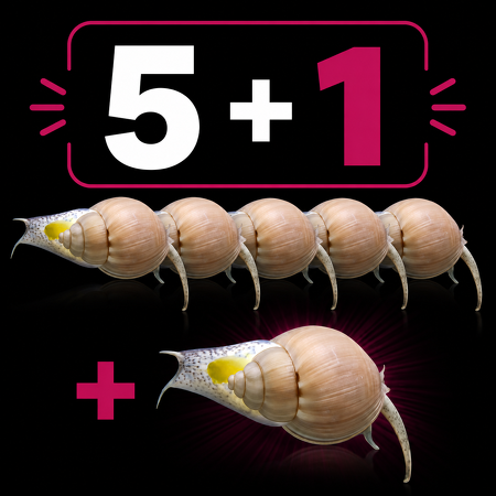 Nassarius grephiterus (Mud snail) (5 + 1 free)
