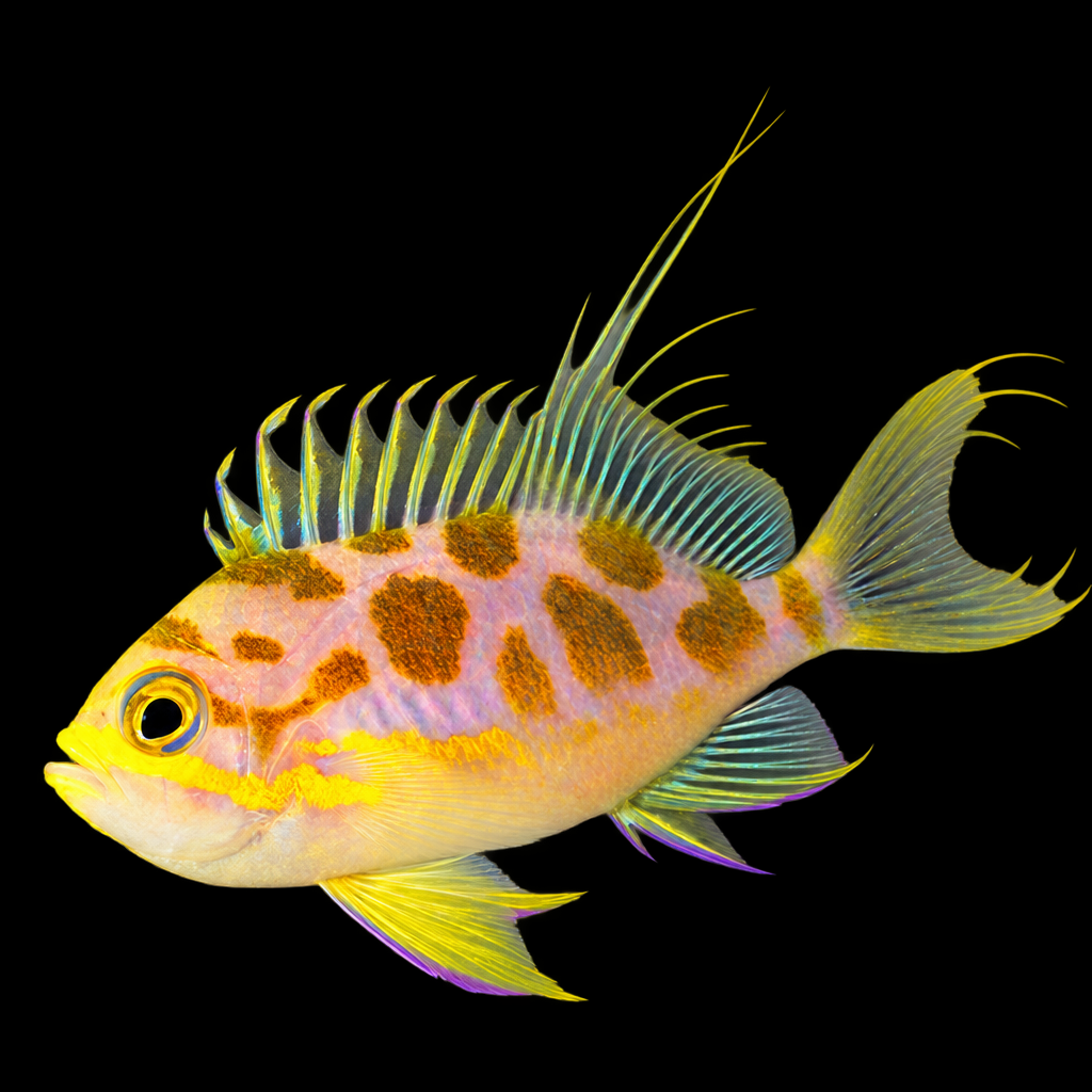 Odontanthias borbonius L