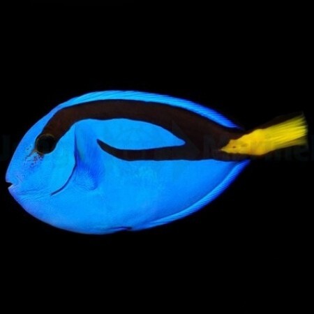 Paracanthurus hepatus / Blue surgeonfish L
