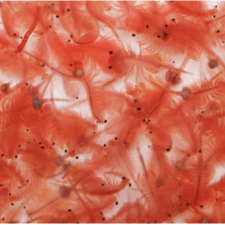 Petra Aqua Live brine shrimp (bag 90 ml.) image