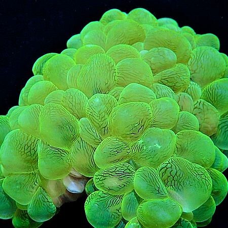 Plerogyra Sinuosa Ultra Green L (Approx. 20 cm)